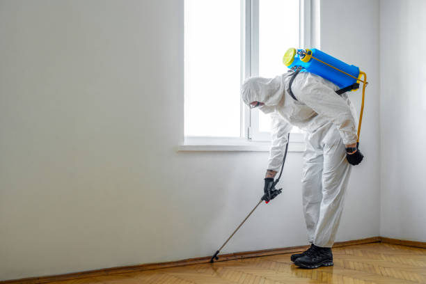 Best Wasp Removal Services  in Eastwood, LA