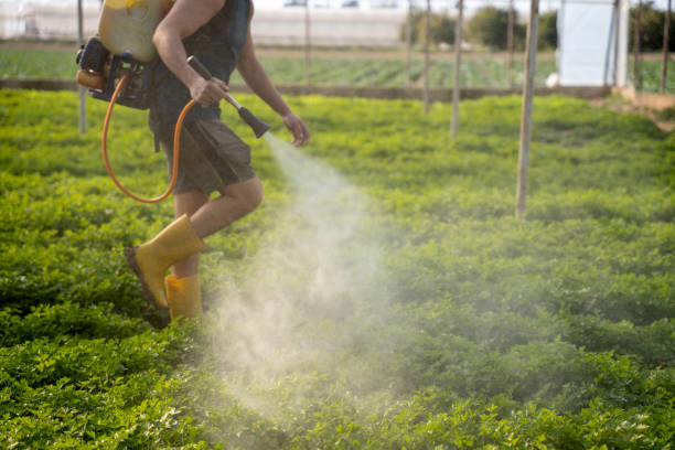 Best Pest Control for Homes  in Eastwood, LA