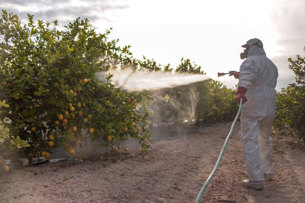 Best Emergency Pest Control  in Eastwood, LA