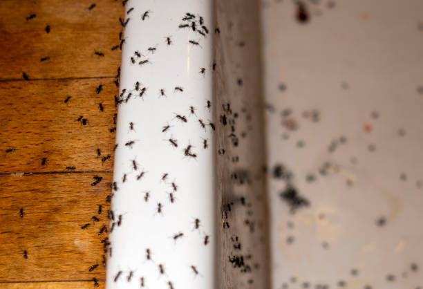 Flea Control Services in Eastwood, LA