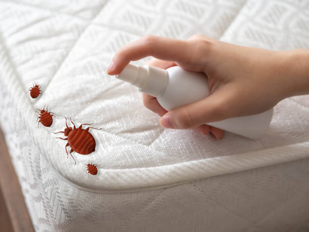 Best Pest Prevention Services  in Eastwood, LA