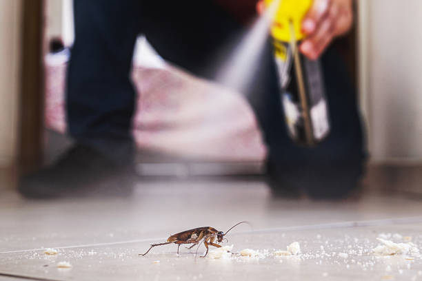 Best Affordable Pest Control Services  in Eastwood, LA
