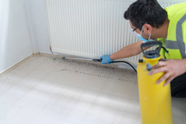Best Flea Control Services  in Eastwood, LA